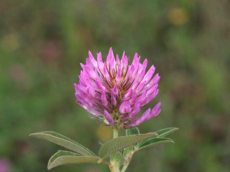 Types of Clover Plants