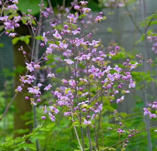 Flowers that Start with M