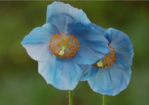 Flowers that Start with M