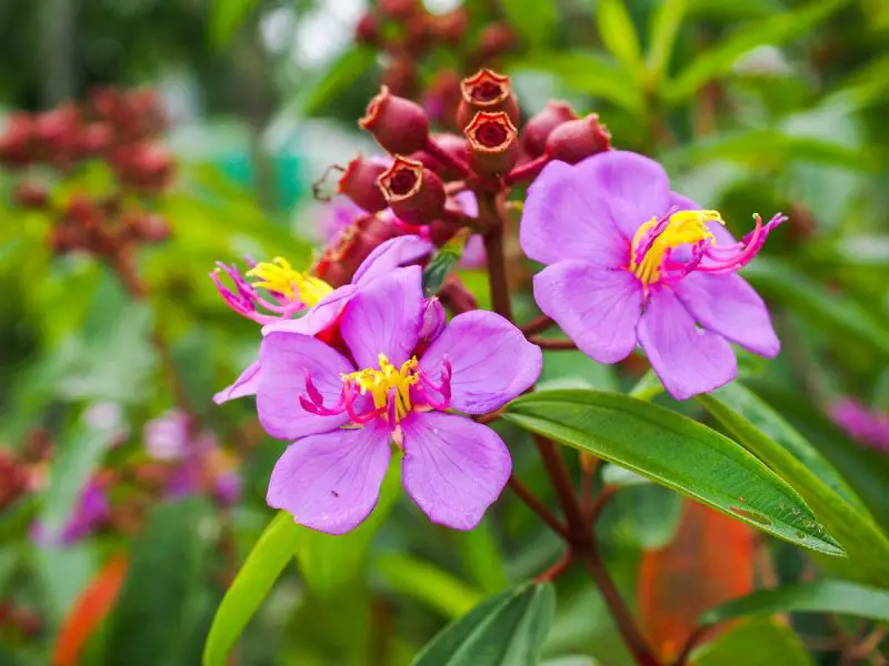 Shrubs with Purple Flowers