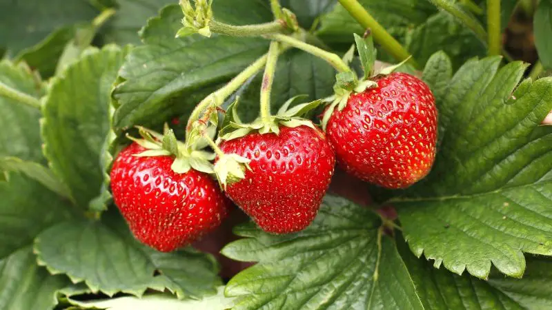 Types of Strawberry Plants