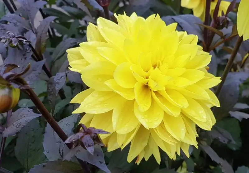 Yellow Dahlia