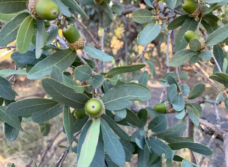 Types of Oak Trees in Texas