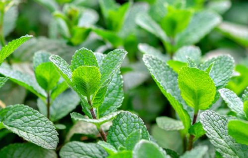 15 Types of Oregano Plants (With Pictures)