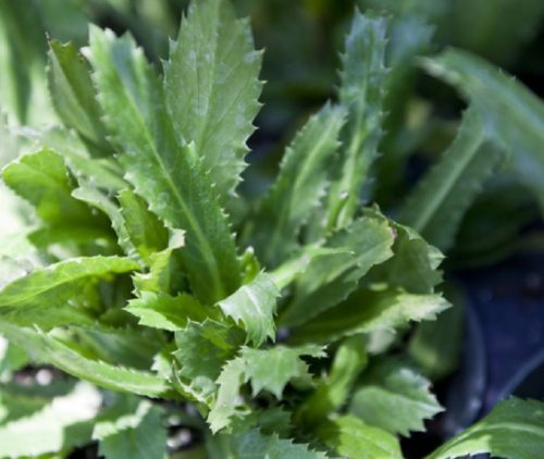 15 Types of Cilantro with Pictures