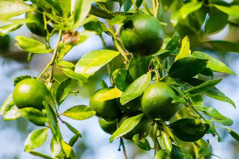 Mexican Lime Tree Growing Season in Bay Area California