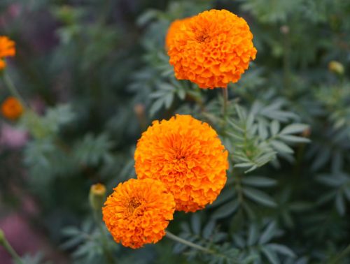 Flowers that Start with M