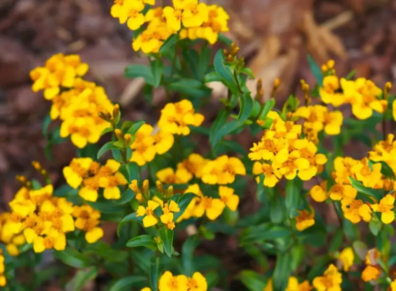 Plants That Repel Mosquitoes