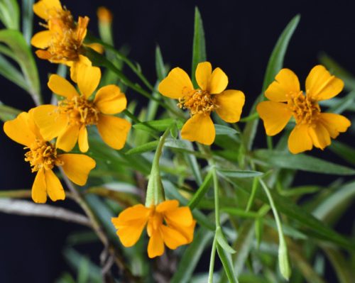 Flowers that Start with M