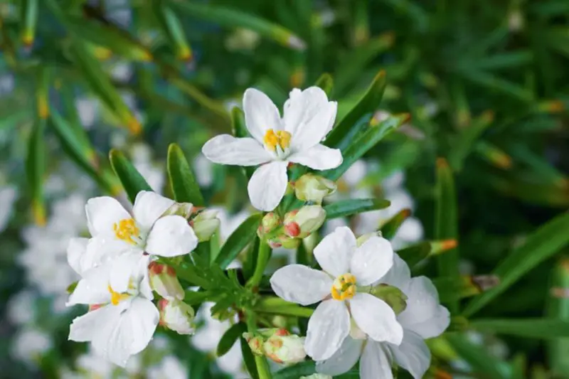 Flowers That Smell Good