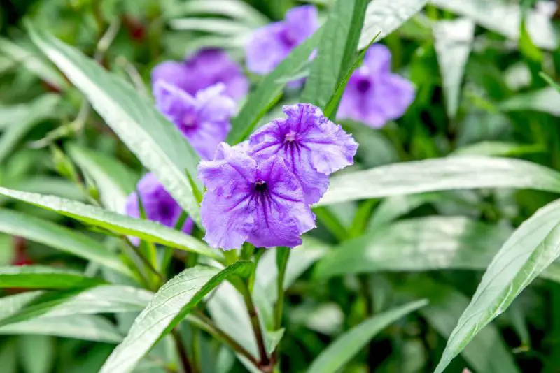 Florida Full Sun Plants