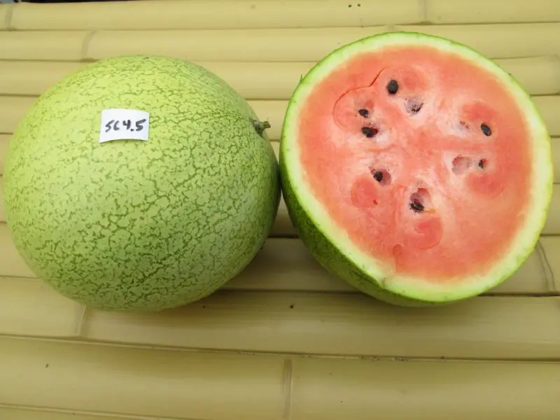 Types of Watermelon Plants