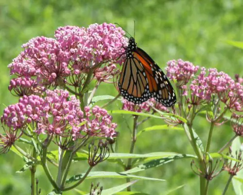 Flowers that Start with M