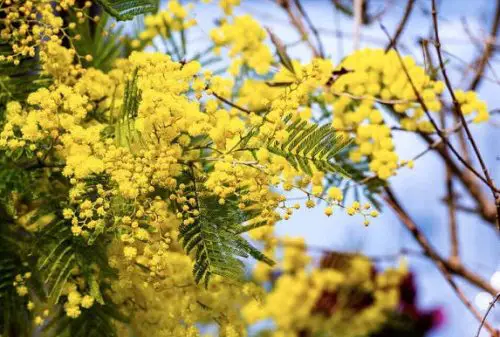 Flowers that Start with M