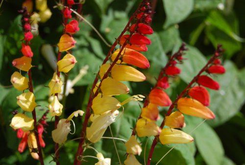 Flowers that Start with M