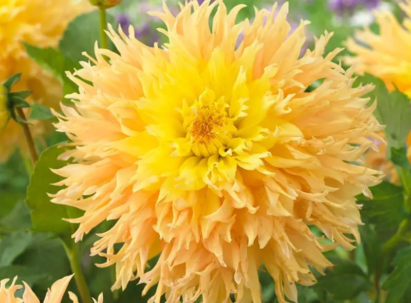 Yellow Dahlia