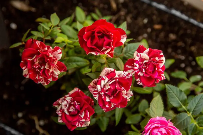 Types of Rose Plants