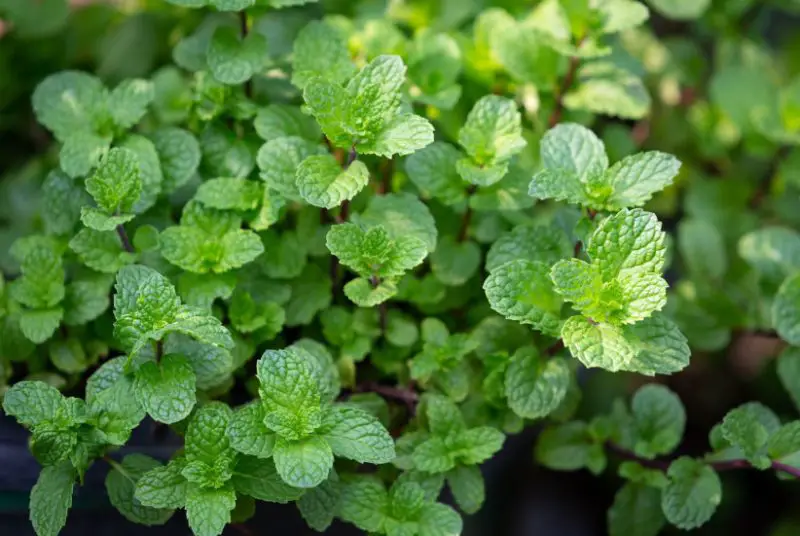 mint-1-800x536-2 Plants That Repel Flies