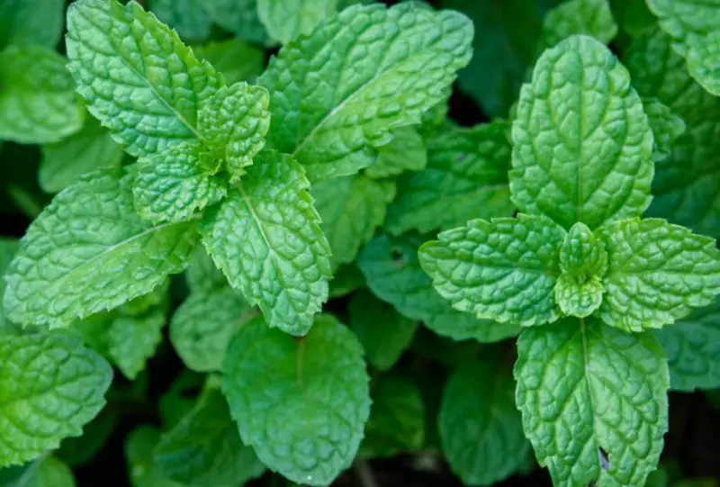 Companion Plants for Tomatoes