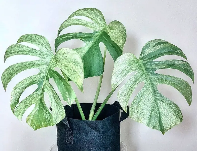 Types of Monstera Plants