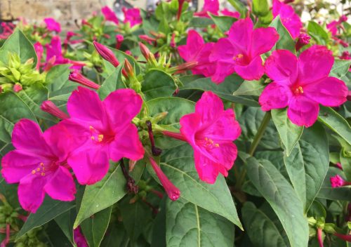 Flowers that Start with M