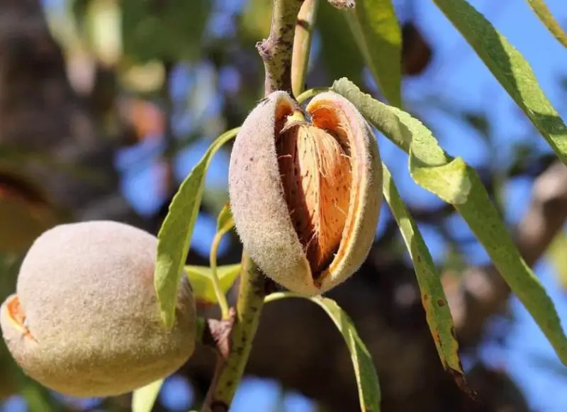 Almond Trees