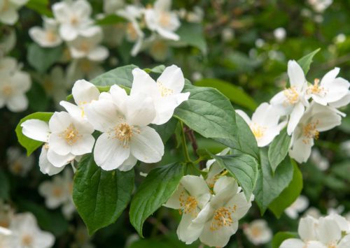 Flowers that Start with M