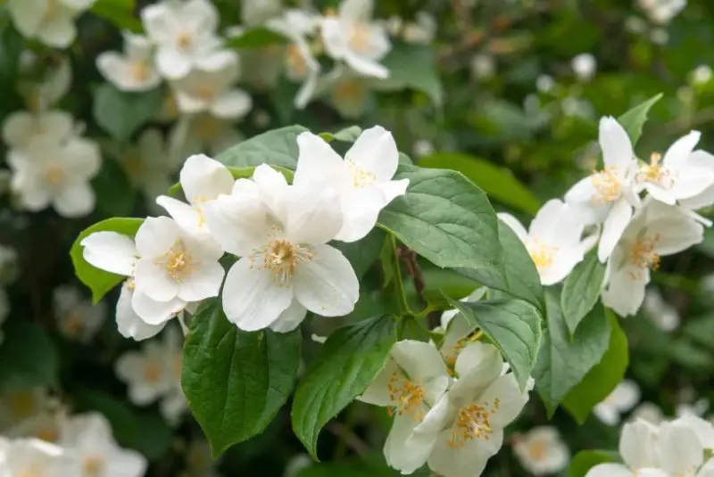 Flowers That Smell Good
