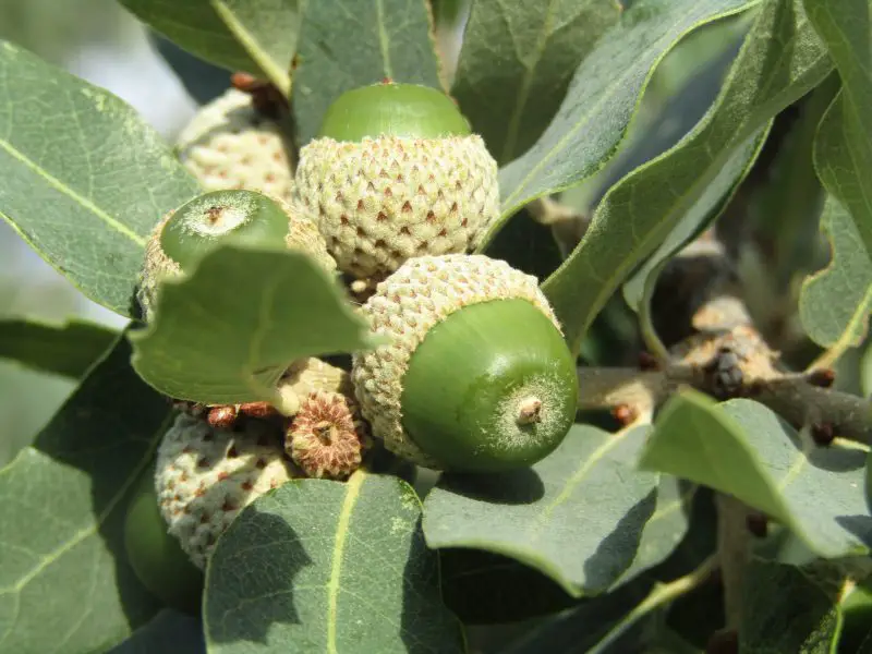 Types of Oak Trees in Texas