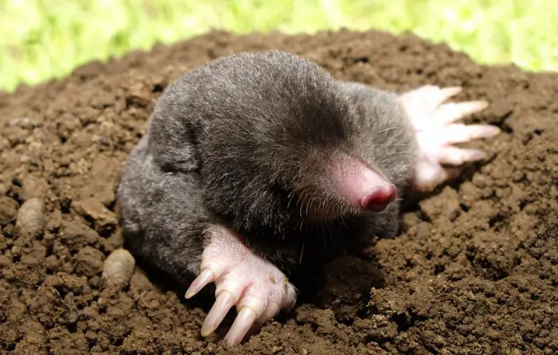 Moles in Missouri