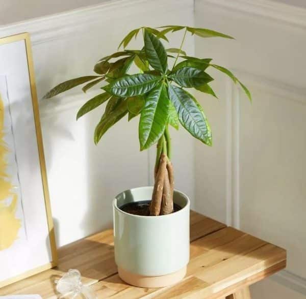 Pet Safe House Plants