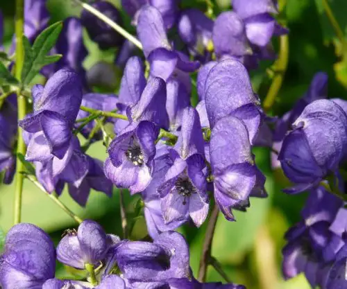 Flowers that Start with M