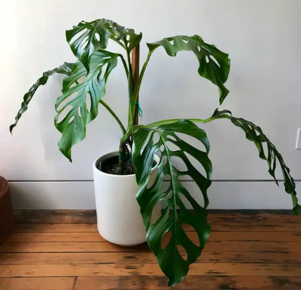 Types of Monstera Plants