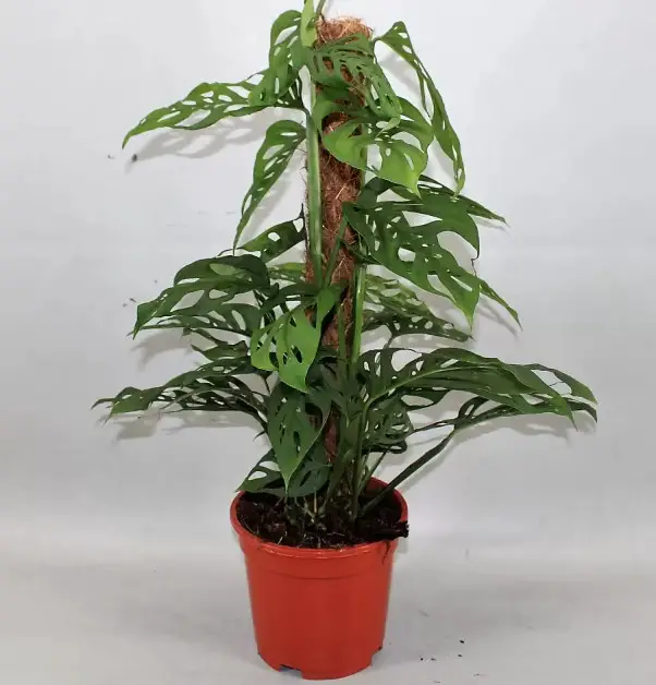 Types of Monstera Plants