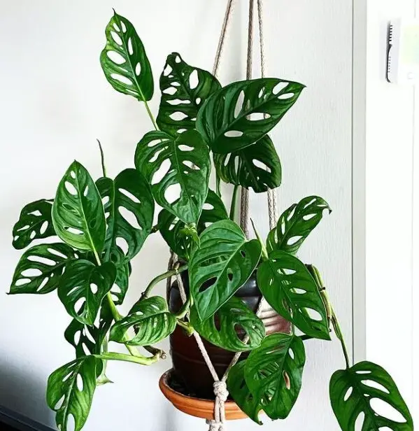 Types of Monstera Plants