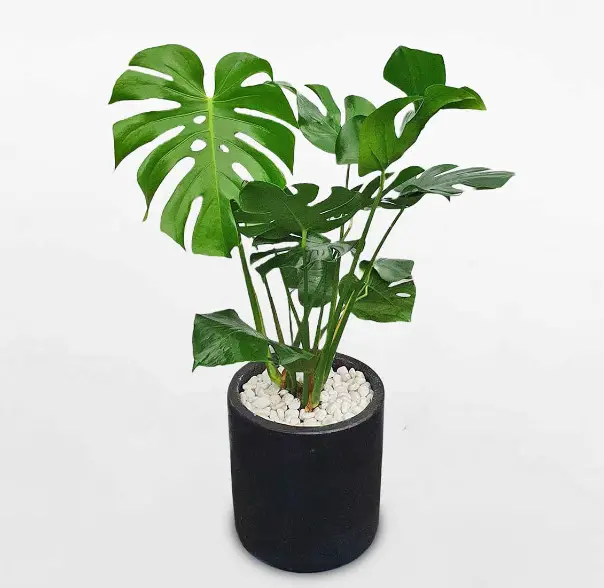 Types of Monstera Plants