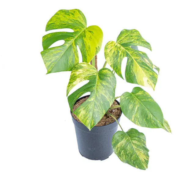 Types of Monstera Plants