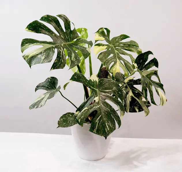Types of Monstera Plants