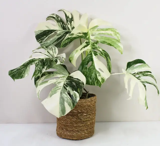 Types of Monstera Plants