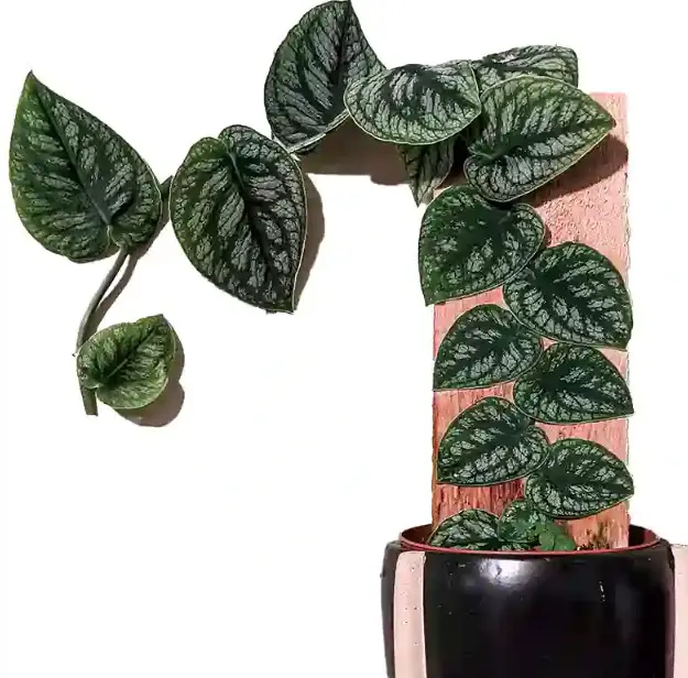 Types of Monstera Plants