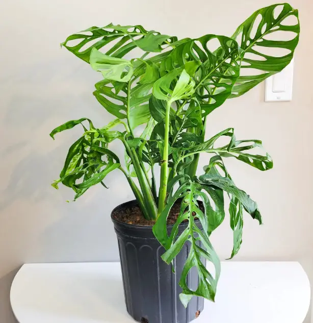 Types of Monstera Plants