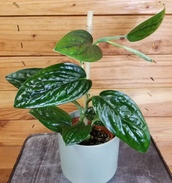 Types of Monstera Plants