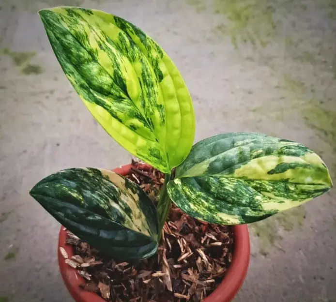 Types of Monstera Plants