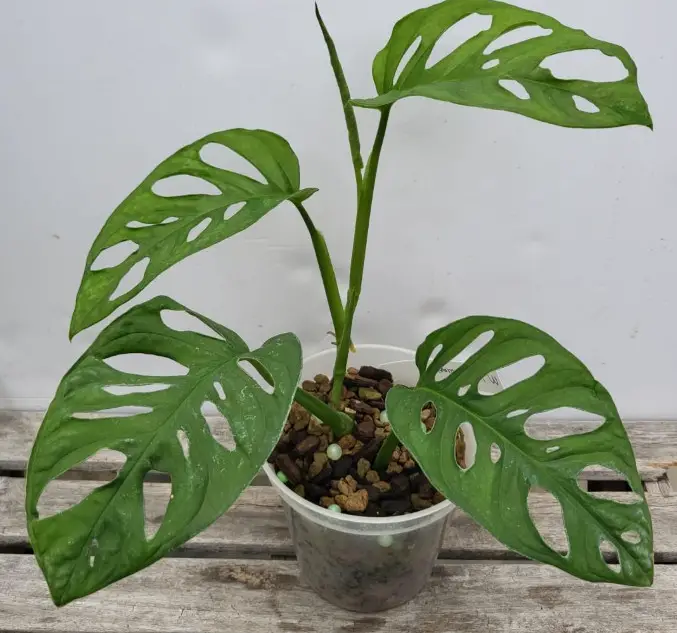 Types of Monstera Plants