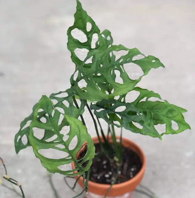 Types of Monstera Plants