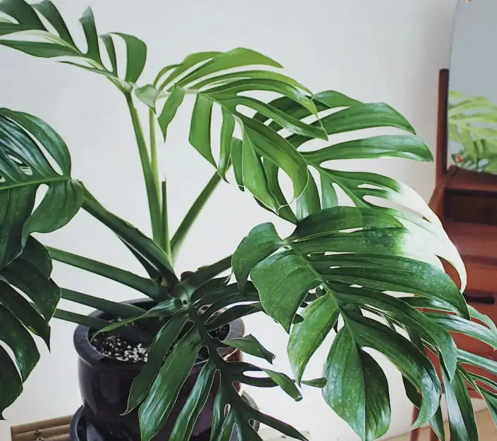 Types of Monstera Plants