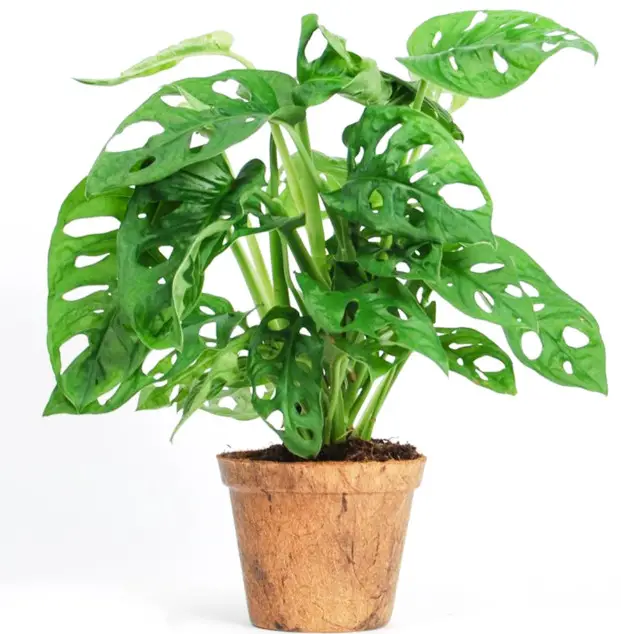 Types of Monstera Plants
