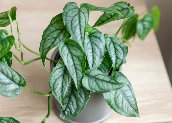 Types of Monstera Plants