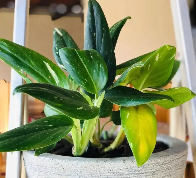 Types of Monstera Plants