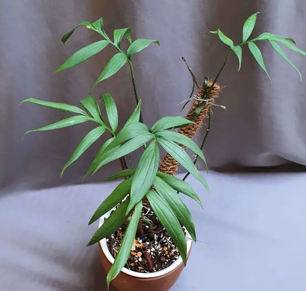 Types of Monstera Plants